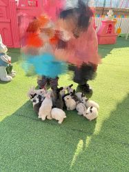 -萌宠亲子动物乐园(槐房万达店)