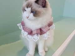 -怪兽屋·羊驼·猫咖·狗咖(俊华广场店)