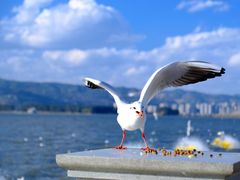 -海埂大坝
