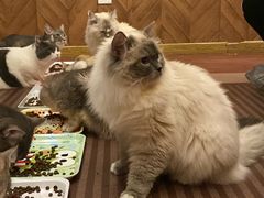 -MOCHA明星猫咖(田子坊店)