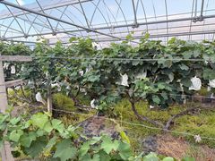 -马陆小张葡萄园农家乐