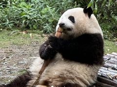 -卧龙中华大熊猫苑神树坪基地
