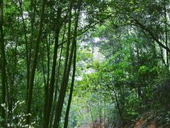 -南宁良凤江国家森林公园