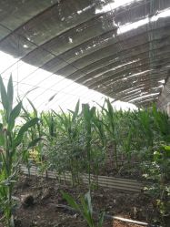 -蓝呗呗蓝莓草莓采摘园(通州区马驹桥店)