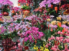 -溪岸路花鸟市场