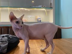 -猫小院猫主题餐厅(三里屯店)