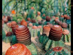 -深圳仙湖植物园