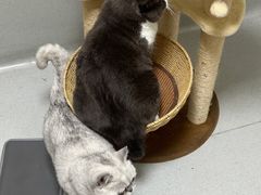 -谐和益家动物医院·免疫绝育·血液透析·宠保定点医院(高新伊藤分院)