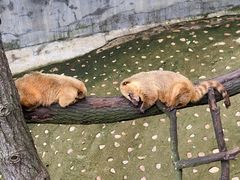 -西霞口神雕山野生动物世界