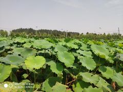 -同銮特种养殖场·龙虾垂钓