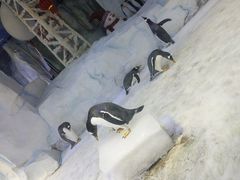 -芜湖新华联大白鲸海洋公园