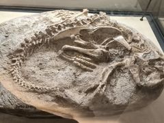 -辽宁古生物博物馆