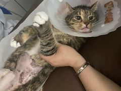 -达爱动物医院·犬猫分区·CT·复杂眼科(远洋山水分院)