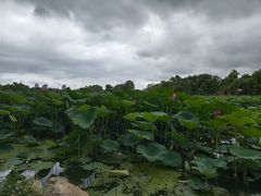 -长春市南湖公园