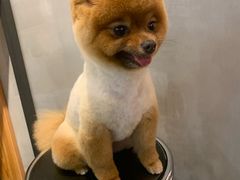 -PETKIT小佩宠物·低压洗护(国顺东路店)