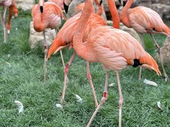 -沈阳森林动物园