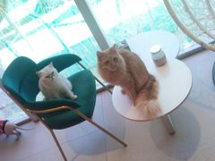 -藏猫猫咖啡主题馆(中央大道店)