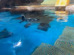 -海合安武汉极地海洋公园
