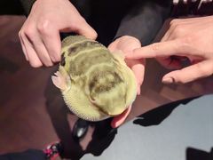 -肆月河豚·淮扬菜·湘菜(华天店)
