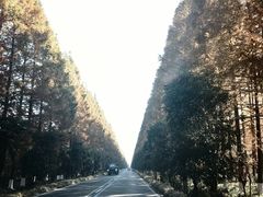 -黄海国家森林公园