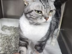 -安安宠医宠物医院·异宠·犬猫内科(岳阳分院)