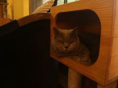 -more than meow吴止猫主题餐厅(承德 中船汇店)