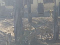 -横道河子东北虎林园
