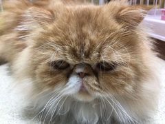 -藏猫猫咖啡主题馆(中央大道店)