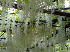 -嘉定紫藤园