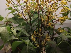 -静岸花卉园艺(三星坊店)