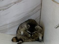 -浣熊柯尔鸭土拨鼠·电玩咖