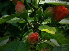 -中国农科院国家农业科技展示园