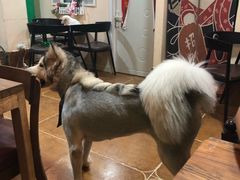 -李小姐の猫咖啡馆(五角场店)