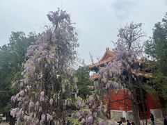 -北京国子监胡同