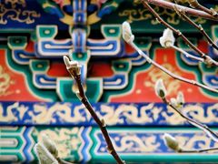 -护国法轮寺
