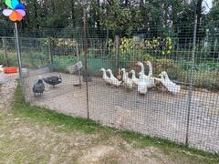 -前小桔亲子创意农场·草莓采摘·露营烧烤