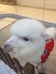 -Moni星球萌宠·小马宝莉·灵蛇·高端高阶全萌宠互动体验俱乐部(红豆国际广场店)