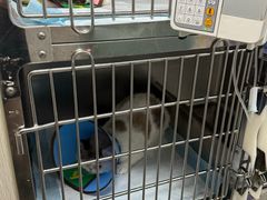 -半岛宠物医院24小时(科华中路店)