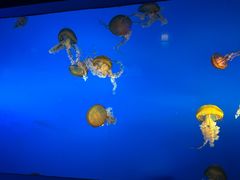 -太平洋海底世界