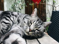 -喵屿·大理花园猫咖