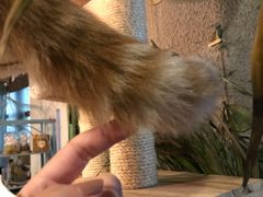 -共舞时光猫咖·狗咖(新街口店)