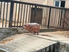 -合肥野生动物园