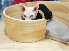 -屋虎猫馆(宝安大仟里店)