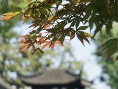 -拙政园