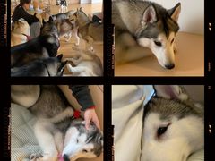 -Husky Go! 哈士奇体验馆·宠物咖啡厅狗咖