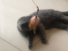 -平行世界·猫咖(首经贸店)
