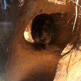 158元带宝宝看可爱的宠物[机智]