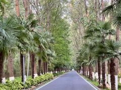 -合肥滨湖国家森林公园