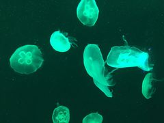 -上海海洋水族馆-停车场