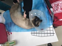 -纳吉亚猫专科动物诊疗中心(蒋宅口分院)